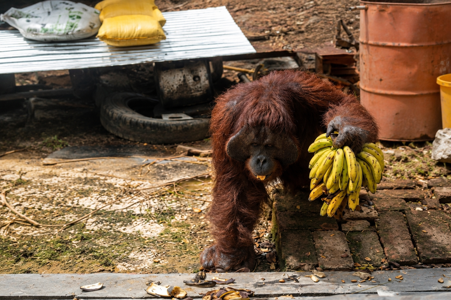 Habitat Menyusut, Orangutan Masuki Permukiman Warga di Bengalon