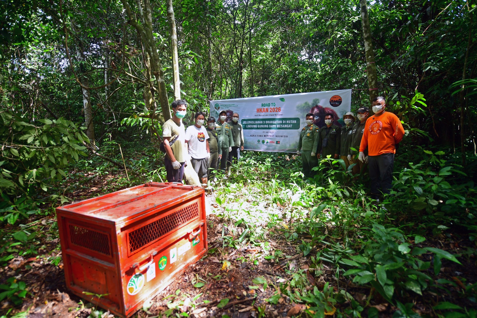 Kembali ke Rumah Sejati: Tiga Orangutan Hasil Rehabilitasi Resmi Dilepasliarkan di Hutan Lindung Gunung Batu Mesangat
